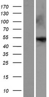 ls377841 entpd8 human over expression lysates nm 001033113 wb testing 1