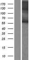 ls378948 rbmy1b human over expression lysates nm 001006121 wb testing 1