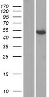 ls386617 kctd8 human over expression lysates nm 198353 wb testing 1