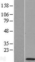 ls386618 kctd4 human over expression lysates nm 198404 wb testing 1