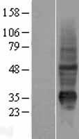 ls386675 krtap10 7 human over expression lysates nm 198689 wb testing 1