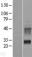 ls386677 krtap10 1 human over expression lysates nm 198691 wb testing 1