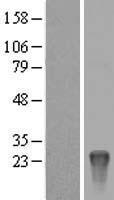 ls386681 krtap10 8 human over expression lysates nm 198695 wb testing 1