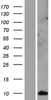 KRTAP12-3 Human Over-expression Lysates NM_198697