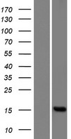 ls387071 fam136bp human over expression lysates nm 001012983 wb testing 1