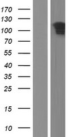 C6orf174 (SOGA3) Human Over-expression Lysates NM_001012279