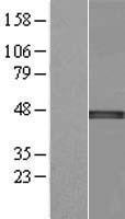 NSUN4 Human Over-expression Lysates NM_199044