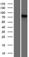 ls387357 themis human over expression lysates nm 001164685 wb testing 1