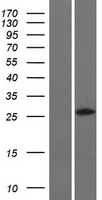 RASL11A Human Over-expression Lysates NM_206827
