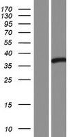 SH2D4B Human Over-expression Lysates NM_001145719