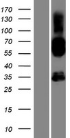 SH2D4B Human Over-expression Lysates NM_207372