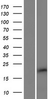 ls387707 c10orf131 human over expression lysates nm 001130446 wb testing 2