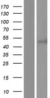 ls387707 cc2d2b human over expression lysates nm 001159747 wb testing 1
