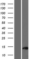 ls387763 c11orf96 human over expression lysates nm 001145033 wb testing 1