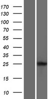 ls387787 lipt2 human over expression lysates nm 001144869 wb testing 1