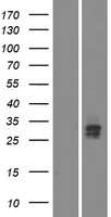 ls387804 vstm5 human over expression lysates nm 001144871 wb testing 1