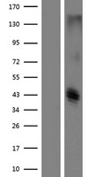 ls387837 clec12b human over expression lysates nm 001129998 wb testing 1