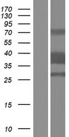 ls387837 clec12b human over expression lysates nm 205852 wb testing 2