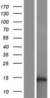 ls387882 occ1 c12orf75 human over expression lysates nm 001145199 wb testing 1