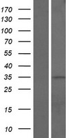 ls387885 ccdc42b cfap73 human over expression lysates nm 001144872 wb testing 1