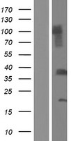 ls387911 c1qtnf9b human over expression lysates nm 001007537 wb testing 1