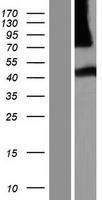 ls387921 nhlrc3 human over expression lysates nm 001012754 wb testing 1
