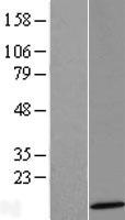 Ramp4 2 (SERP2) Human Over-expression Lysates NM_001010897