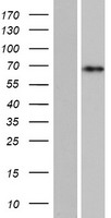 ls388115 ccdc9b human over expression lysates nm 207380 wb testing 1