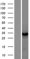 ls388121 tnfaip8l3 human over expression lysates nm 207381 wb testing 1