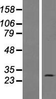 ls388135 insyn1 human over expression lysates nm 001039614 wb testing 1