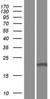 ls388272 c16orf87 human over expression lysates nm 001001436 wb testing 1