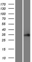 C16orf86 Human Over-expression Lysates NM_001012984