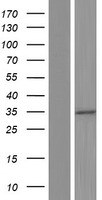 ls388323 gltpd2 human over expression lysates nm 001014985 wb testing 1
