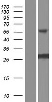 ls388324 inca1 human over expression lysates nm 001167985 wb testing 2