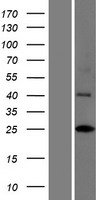 ls388324 inca1 human over expression lysates nm 213726 wb testing 1
