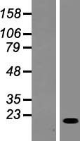 ls388325 c17orf87 scimp human over expression lysates nm 207103 wb testing 1