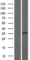 ls388341 c17orf76 lrrc75a human over expression lysates nm 001113567 wb testing 1