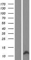 ls388372 ccl4l1 human over expression lysates nm 207007 wb testing 1