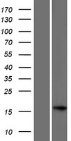 ls388381 c17orf98 human over expression lysates nm 001080465 wb testing 1