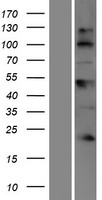 BTBD17 Human Over-expression Lysates NM_001080466