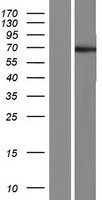 ls388468 potec human over expression lysates nm 001137671 wb testing 1