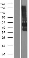 CEACAM16 Human Over-expression Lysates NM_001039213