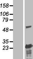 BLOC1S3 Human Over-expression Lysates NM_212550