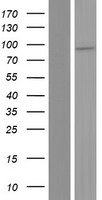 ls388567 znf749 human over expression lysates nm 001023561 wb testing 1