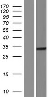 ls388581 c1qtnf12 human over expression lysates nm 001014980 wb testing 1