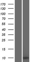 Small integral membrane protein 1 (SMIM1) Human Over-expression Lysates NM_001163724