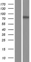 RNF207 Human Over-expression Lysates NM_207396