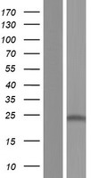 ls388611 cd164l2 human over expression lysates nm 207397 wb testing 1