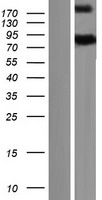 GBP7 Human Over-expression Lysates NM_207398