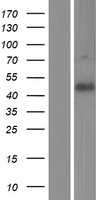 ls388650 dipk1a human over expression lysates nm 001006605 wb testing 1